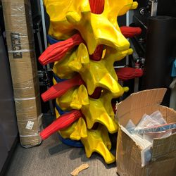 Lumbar Spine Display