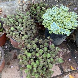 Plants 