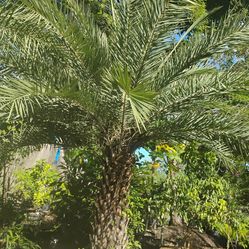 Sylvester Palm Tree 🌴$200 per ft. Of trunk