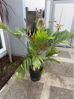 Majesty Palm in Nursery Pot