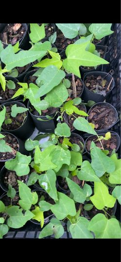 Thai short plant PAPAYA TREE & OTHERS
