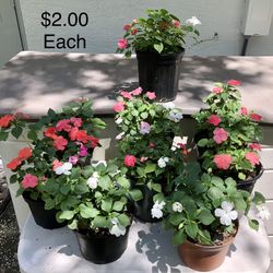 Impatiens - $2.00 Each