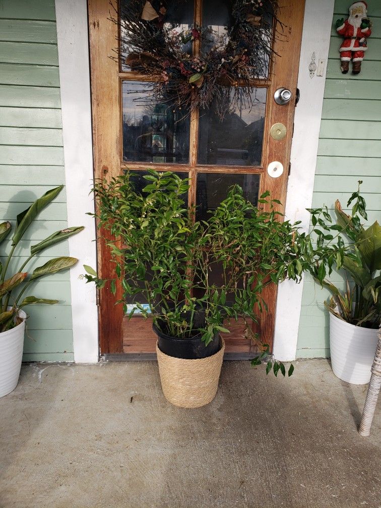 Beautiful Fragrant Jasmine