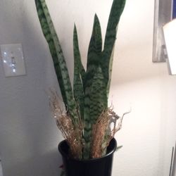 Snake Plant 