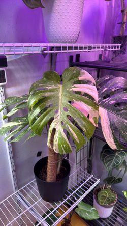 Thai constellation Monstera