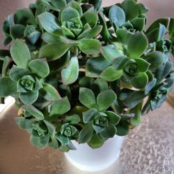 Aeonium Succulent Plant. 