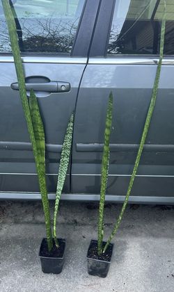 Sansevieria Snake Plants (price Is Each) Plants Are 3-5 Ft Tall