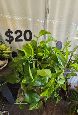 Pothos