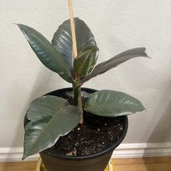 8” Ruby Rubber Tree