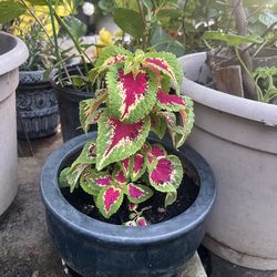 Plant