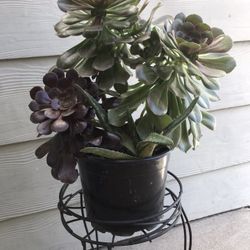 Plants 🪴 Succulents With Aloe Vera