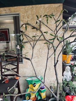 Plumeria plant
