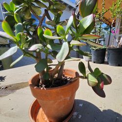 Jade Succulent 