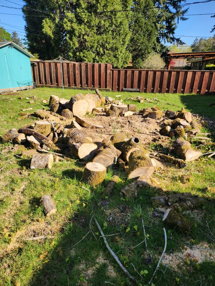 Free Maple Firewood