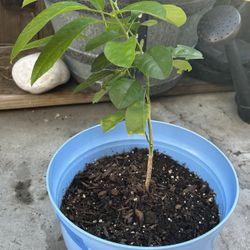 Lima  Dulce Amarilla 