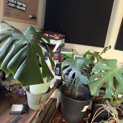 -0 Plants, Good And Healthy