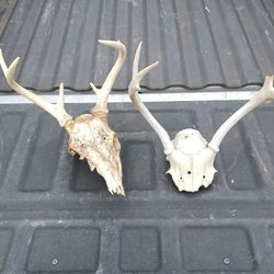 Deer Antlers 