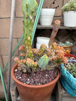 Crested cactus