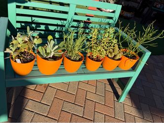 A Variety of Succulent Plants in New Orange Plastic Pots