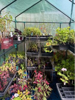 Hanging baskets