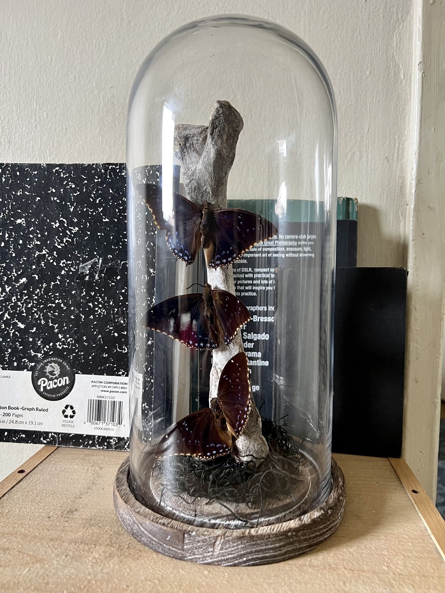 3 Taxidermy Charaxes Butterfly Oddity decoration