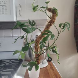 Rhaphidophora tetrasperma (Baby Monstera)