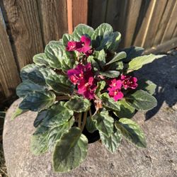 African Violet