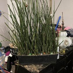 Horsetail Grass
