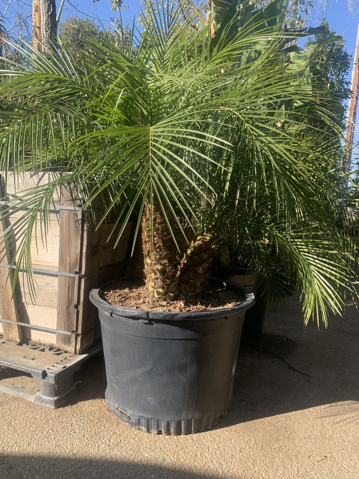 Phoenix roebelenii, dwarf date palm, pygmy date palm, miniature date palm or robellini palm tree 
