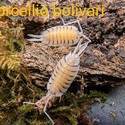 15+ types of Isopods (Cubaris, Porcellio, Armadillidium)