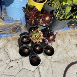 Suculentas For Sale