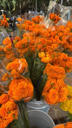 Flor de cempasúchil