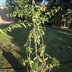 Una De Gato Plant Medesinal 