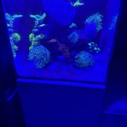 Red Sea reefer nano 28g