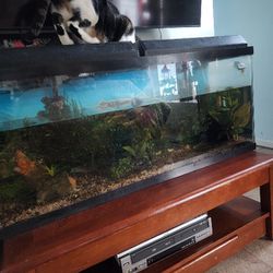 55 Gallon Fish Tank