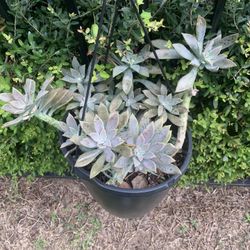 Ghost Plant/Mother-of-Pearl Plant