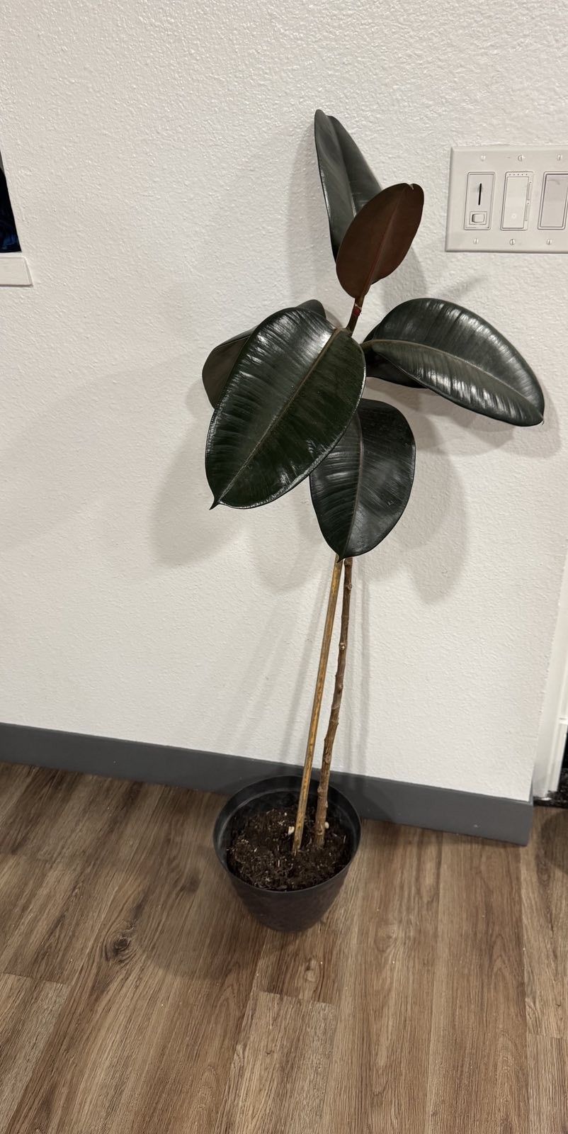 houseplant ficus
