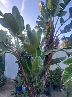 Bird of paradise