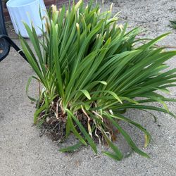 Plant