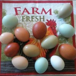 Eggs-Farm Fresh