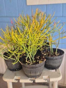 Fire stick cactus plant $5 each