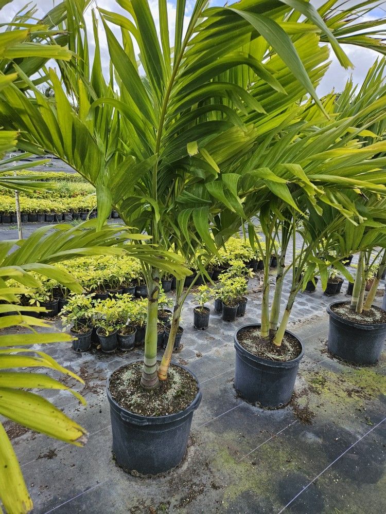 Crhistmas Palms Staring $75