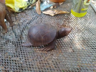 Mahogany Turtle 