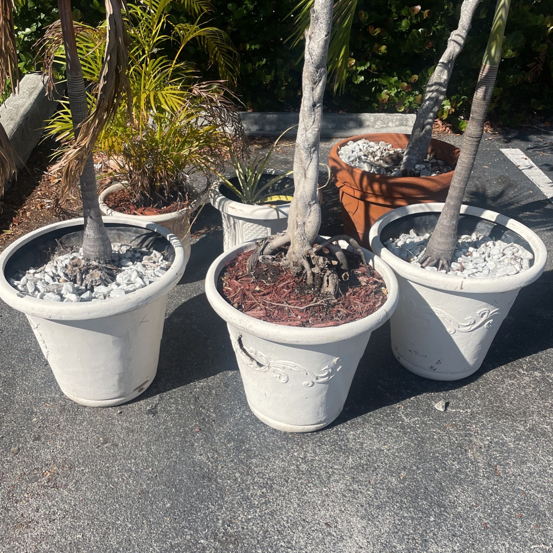 Plotted Plants