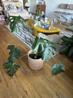 Monstera In 10” Pot