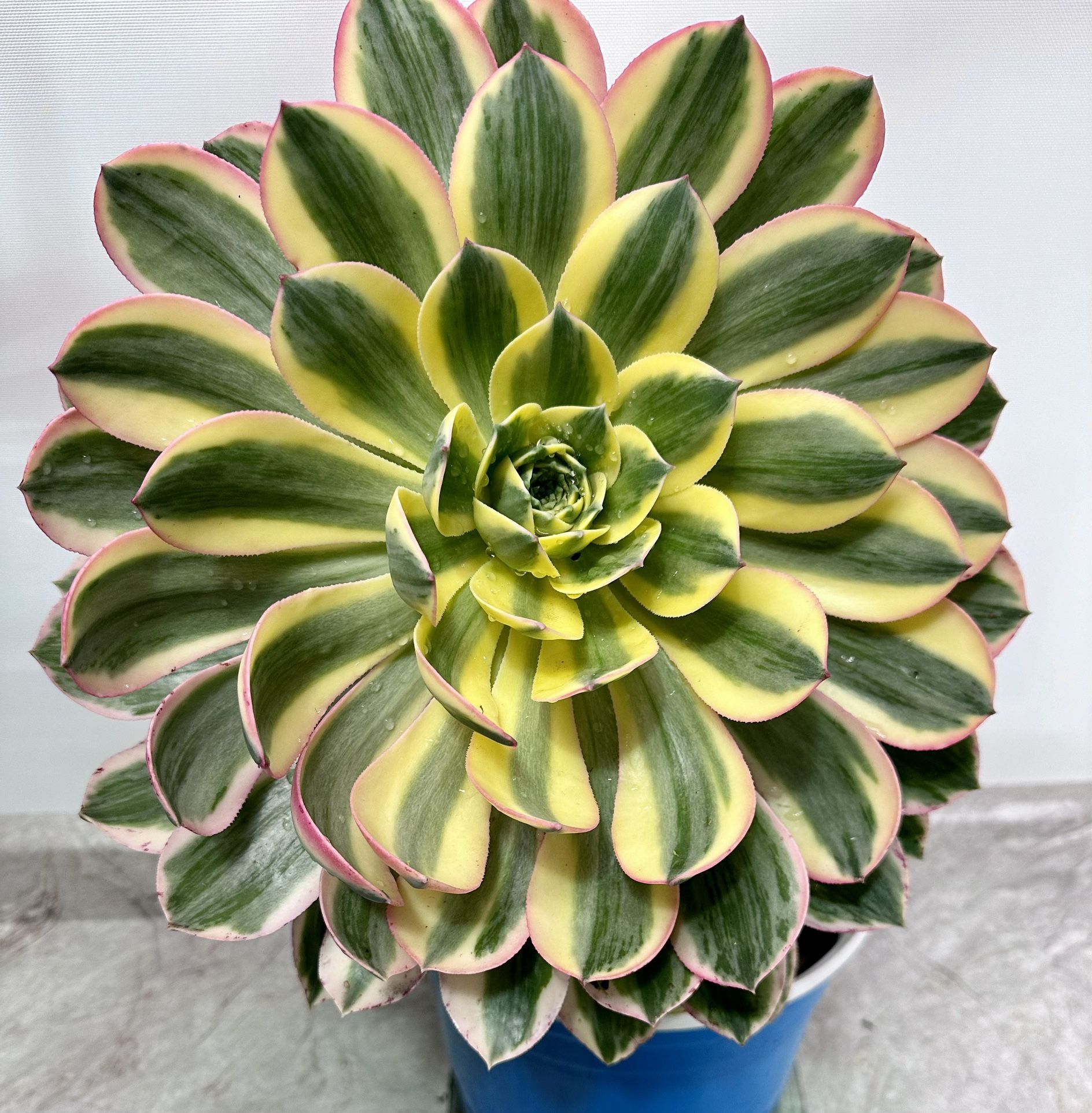 Variegated Aeonium Succulent Big Plant 🪴