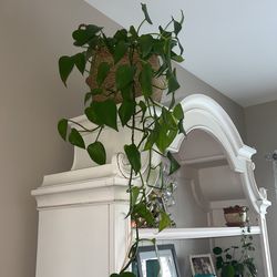 Long Vine Vinning Plant 