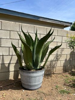 40” tall agave