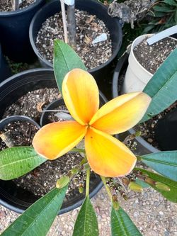 Plumeria “Hawaiian Gold”