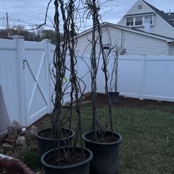 4 Wisteria Vines